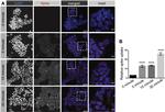 6x-His Tag Antibody in Immunocytochemistry (ICC/IF)