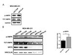 Phospho-AMPK alpha-1,2 (Thr183, Thr172) Antibody in Western Blot (WB)