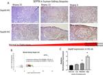 Septin-8 Antibody in Immunohistochemistry (IHC)