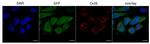 Connexin 26 Antibody in Immunocytochemistry (ICC/IF)