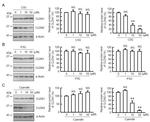 Claudin 2 Antibody in Western Blot (WB)