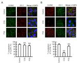 Claudin 2 Antibody in Immunocytochemistry (ICC/IF)