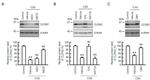 Claudin 2 Antibody in Western Blot (WB)