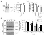 Claudin 2 Antibody in Western Blot (WB)