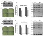 SNAIL Antibody in Western Blot (WB)