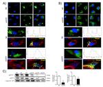 p47phox Antibody in Western Blot, Immunocytochemistry (WB, ICC/IF)