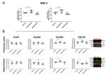 NMDAR2A Antibody in Western Blot (WB)