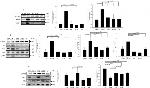 FASN Antibody in Western Blot (WB)