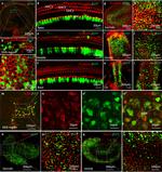 GFP Antibody in Immunohistochemistry (IHC)