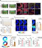 Cardiac Troponin T Antibody in Immunohistochemistry (IHC)