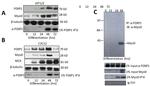 MYOD Antibody in Western Blot (WB)