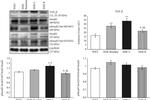 SMAD2 Antibody in Western Blot (WB)