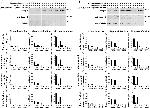 TUBA1A Antibody in Western Blot (WB)