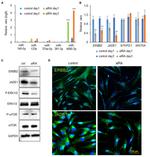 ErbB2 (HER-2) Antibody in Western Blot, Immunocytochemistry (WB, ICC/IF)