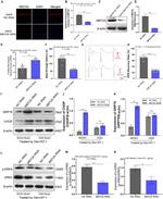 CHOP Antibody in Western Blot (WB)