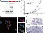 6x-His Tag Antibody in Immunocytochemistry (ICC/IF)