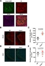 IBA1 Antibody in Immunohistochemistry (IHC)