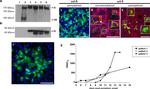 SARS Coronavirus Spike Protein Antibody in Western Blot (WB)