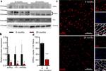 PPAR alpha Antibody in Western Blot (WB)