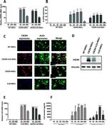 CXCR4 Antibody in Immunocytochemistry (ICC/IF)