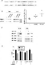 Porin Antibody in Western Blot (WB)