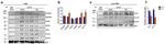 NMDAR2B Antibody in Western Blot (WB)