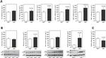 PAI1 Antibody in Western Blot (WB)