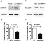 N6AMT1 Antibody in Western Blot (WB)