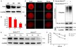 PATL2 Antibody in Western Blot, Immunocytochemistry (WB, ICC/IF)