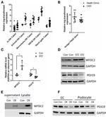 PEX19 Antibody in Western Blot (WB)