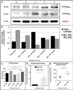 CYP3A5 Antibody in Western Blot (WB)