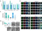 ATP Synthase beta Antibody in Immunocytochemistry (ICC/IF)