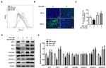 Claudin 3 Antibody in Western Blot (WB)