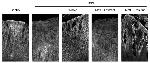 Claudin 3 Antibody in Immunohistochemistry (IHC)