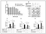 Phospho-IRF5 (Ser437) Antibody in Western Blot (WB)