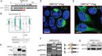 DYKDDDDK Tag Antibody in Western Blot, Immunocytochemistry (WB, ICC/IF)