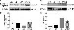 Arginase 1 Antibody in Western Blot (WB)