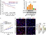 BrdU Antibody in Immunocytochemistry (ICC/IF)