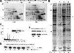 Annexin A2 Antibody in Western Blot (WB)