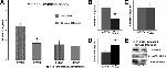 Annexin A2 Antibody in Western Blot (WB)