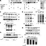 Annexin A2 Antibody in Western Blot (WB)