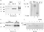 CD1d Antibody in Immunoprecipitation (IP)