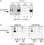 CD1d Antibody in Western Blot (WB)