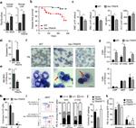 CD3e Antibody in Flow Cytometry (Flow)