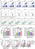 CD3e Antibody in Flow Cytometry (Flow)