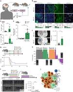 CXCL9 (MIG) Antibody in Flow Cytometry (Flow)