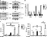 SAP (SLAM-Associated Protein) Antibody in Western Blot (WB)