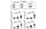 CD3 Antibody in Flow Cytometry (Flow)