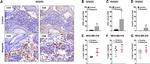 Ki-67 Antibody in Flow Cytometry (Flow)