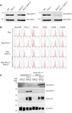 CD274 (PD-L1, B7-H1) Antibody in Flow Cytometry (Flow)